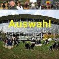 05 Auswahl